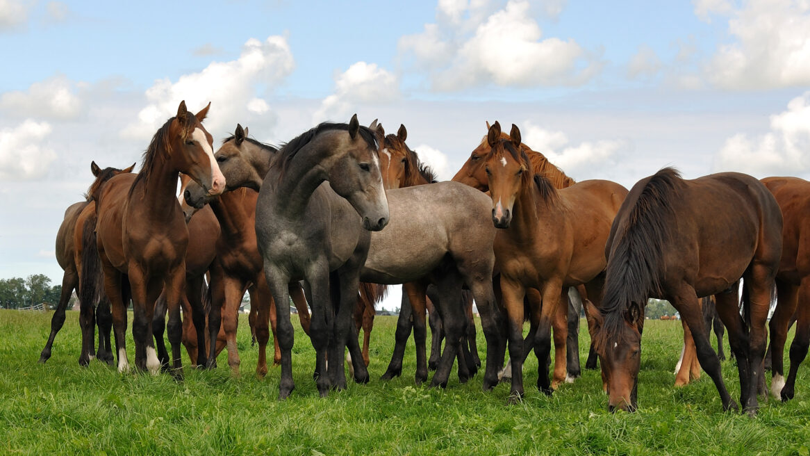 Deze prachtige paarden liepen bij het dorpje Deinum in Friesland 