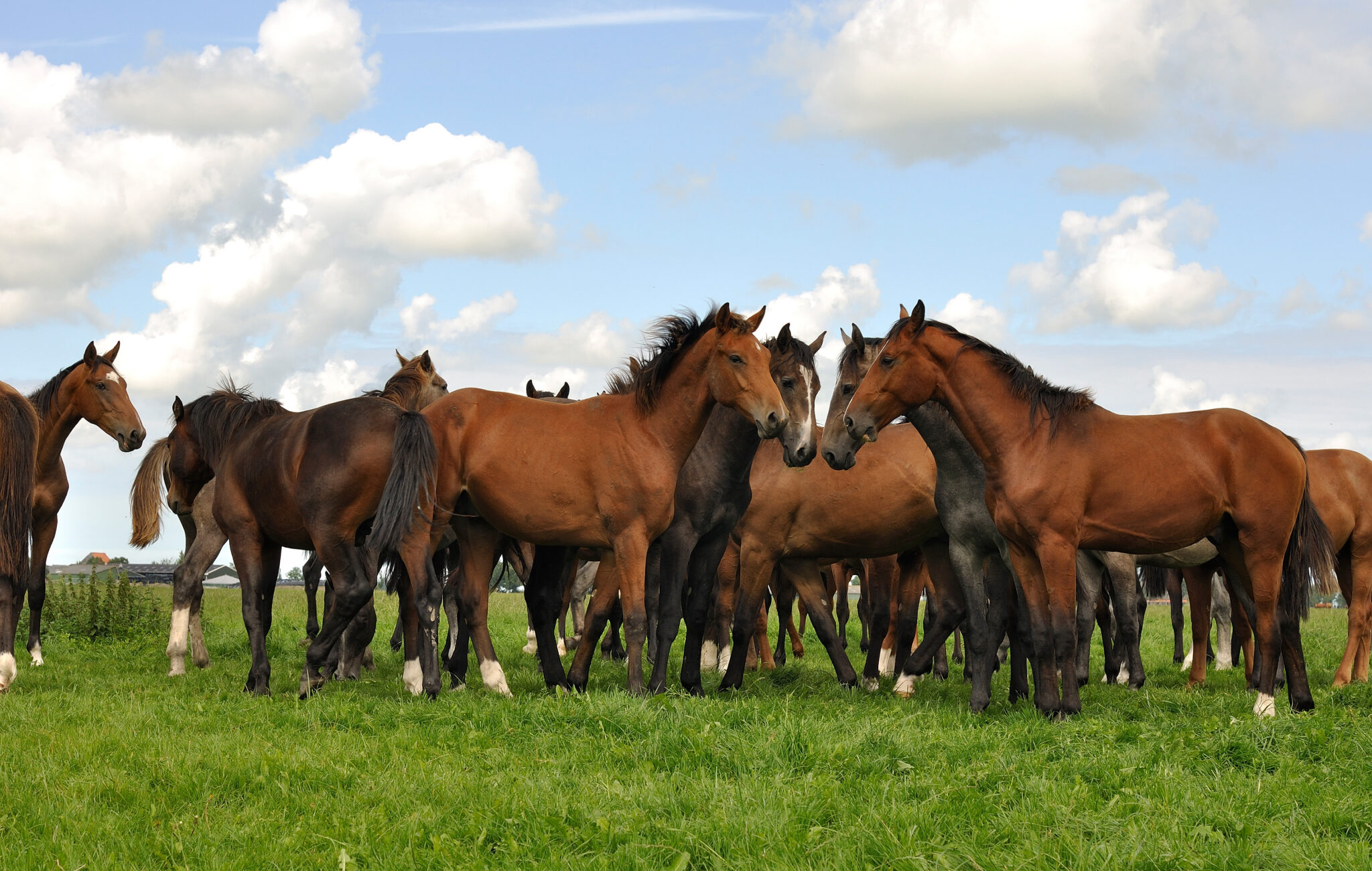 Deze prachtige paarden liepen bij het dorpje Deinum in Friesland 