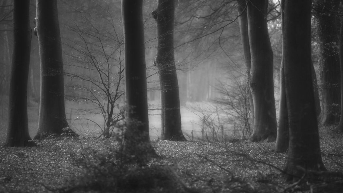 Bomen Schuilenburg 2019 klein beetje mist