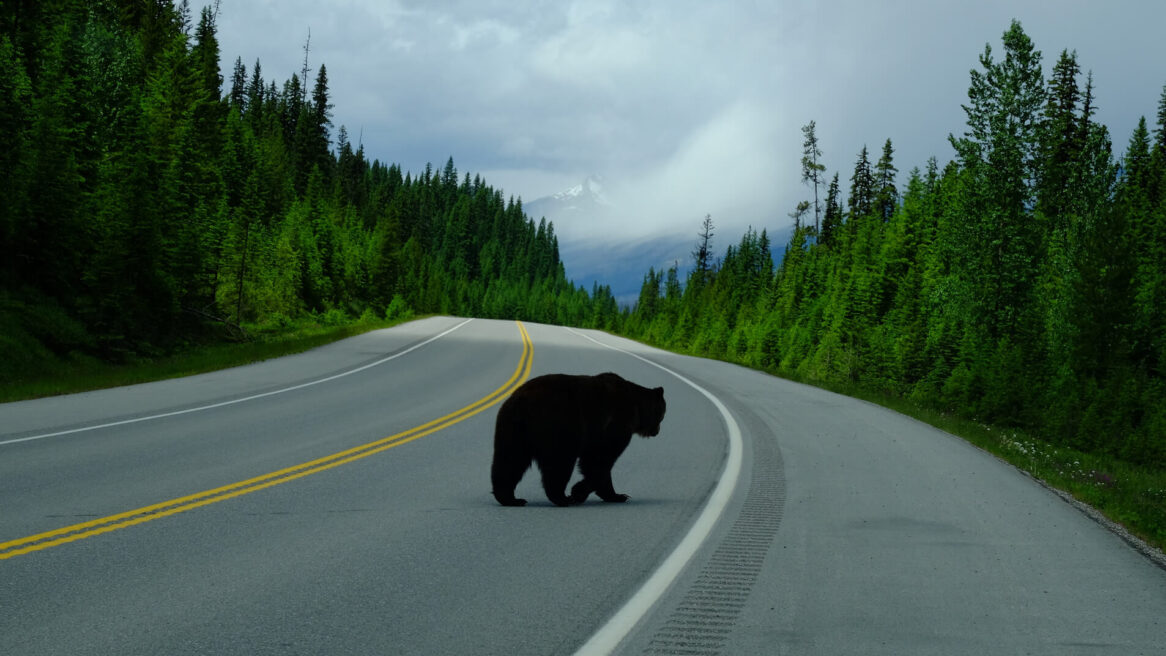 Beer op de weg Rocky Mountains in Canada 2017