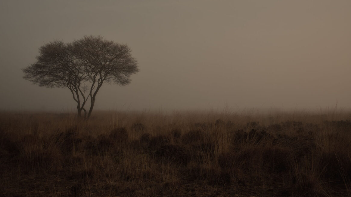 Boom in het Wierdense Veld | Landschap Overijssel