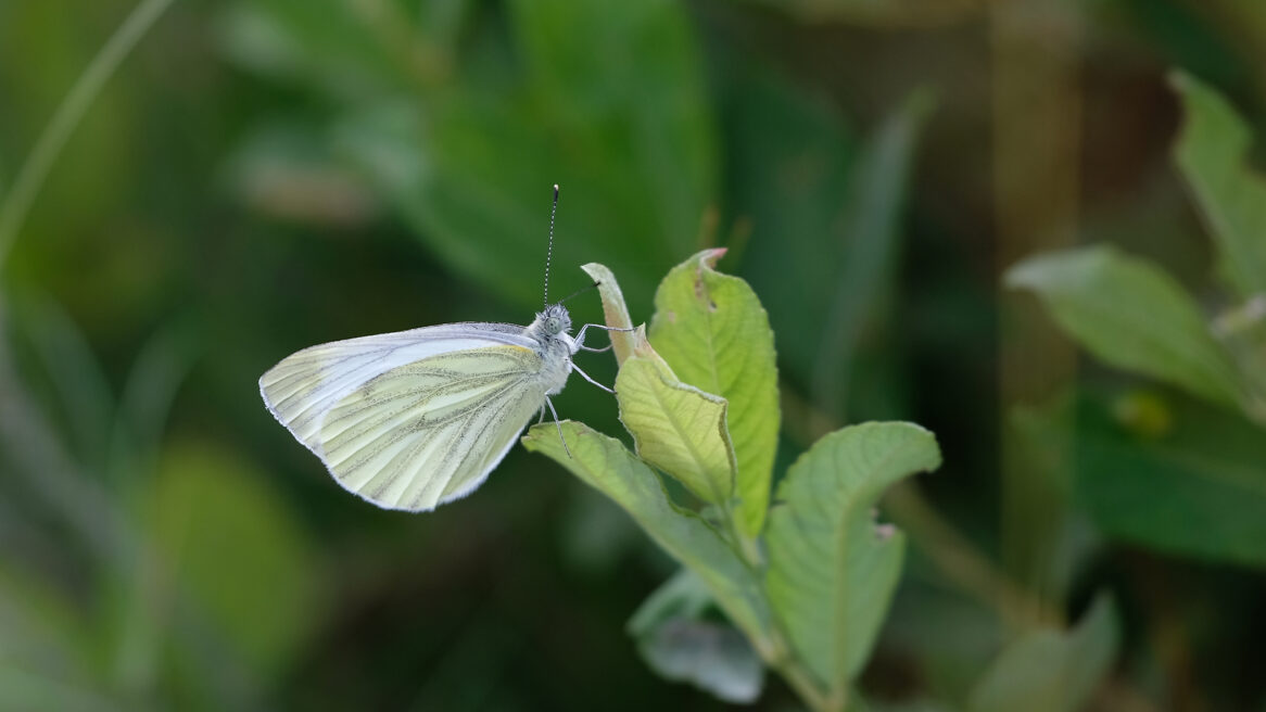 Vlinder in sloot Hellendoorn