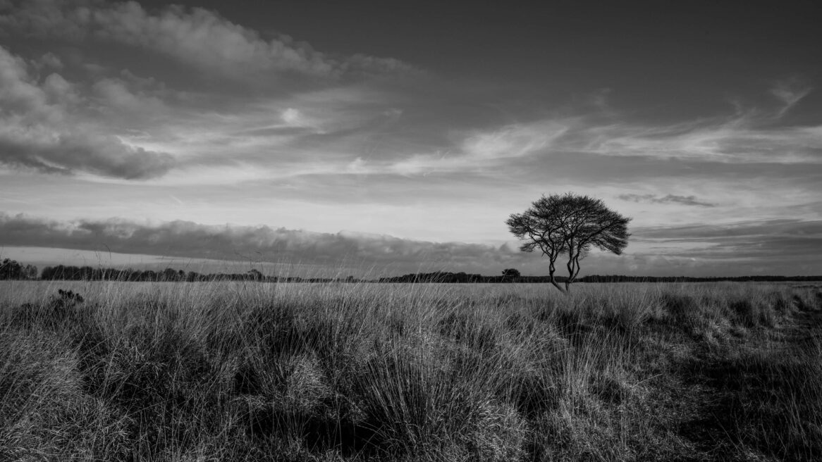 Wierdense Veld | Landschap Overijssel