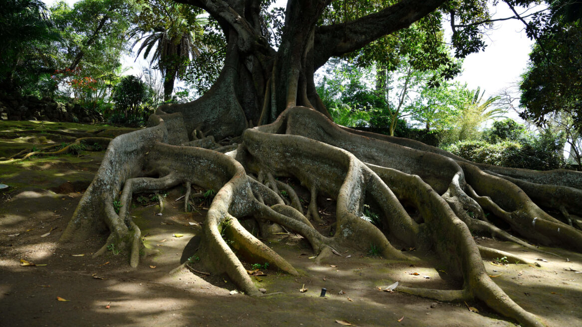 Reusachtige Ficusboom in Antonio Borges-park, Ponta Delgada op de Azoren (Portugal)