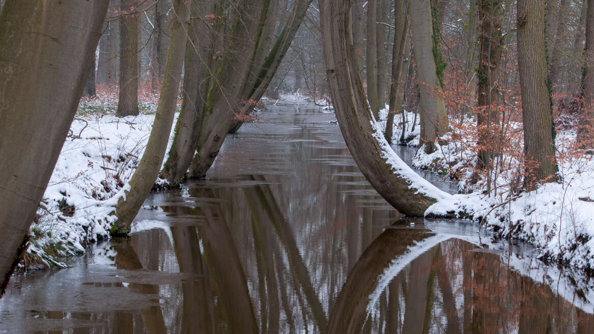 De kromme bomen in Twickel 2013