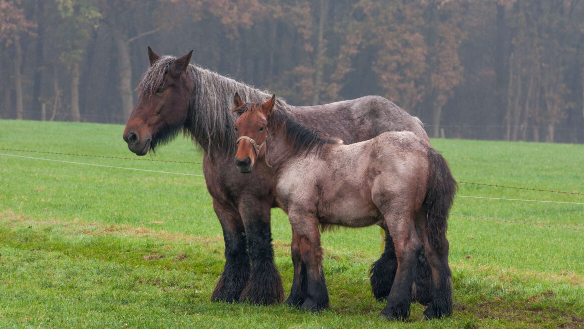 Hengst met jong. Luttenberg 2013