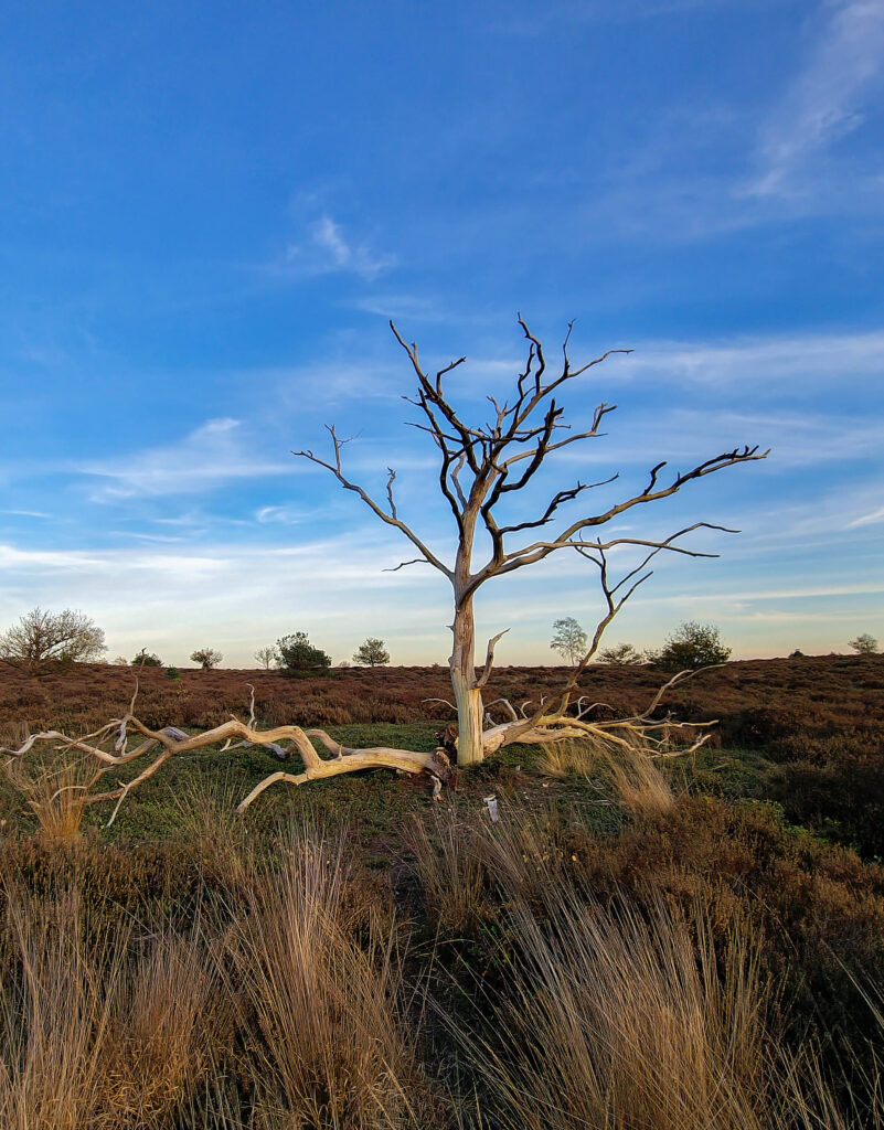 Dode boom op de Sallandse Heuvelrug Nijverdal