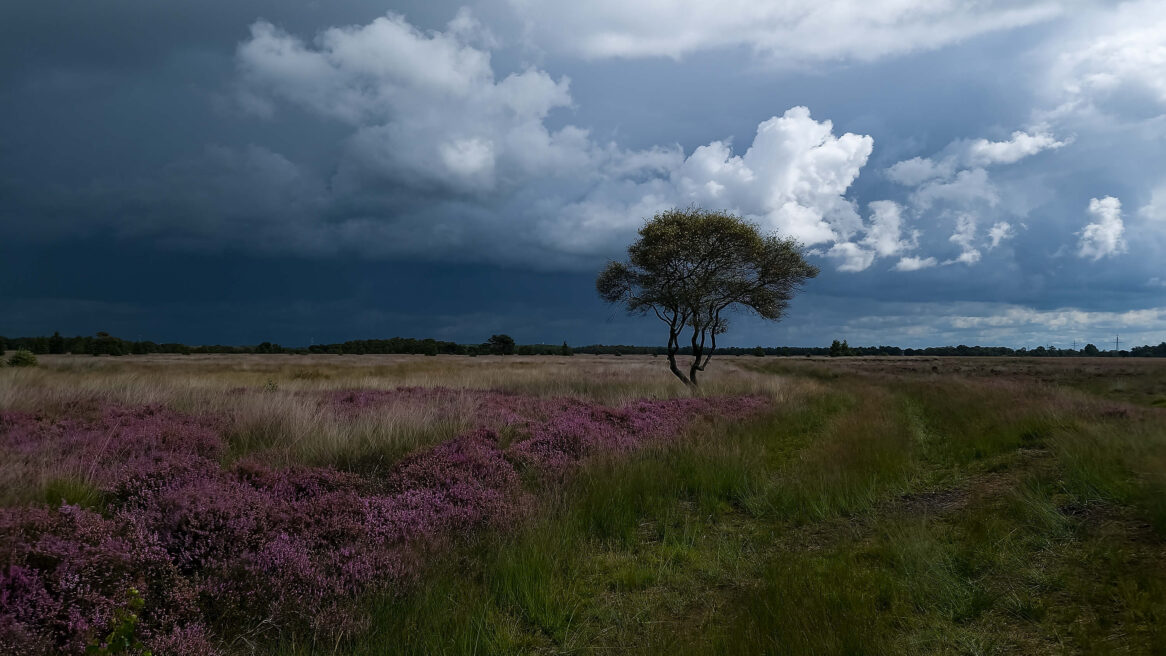 Boom in het Wierdens veen 31-08-2023 genomen met mijn Samsung mobiel, wij liepen daar met onze honden Moos en Luna er kwam slecht weer aan maar gelukkig net langs ons heen.