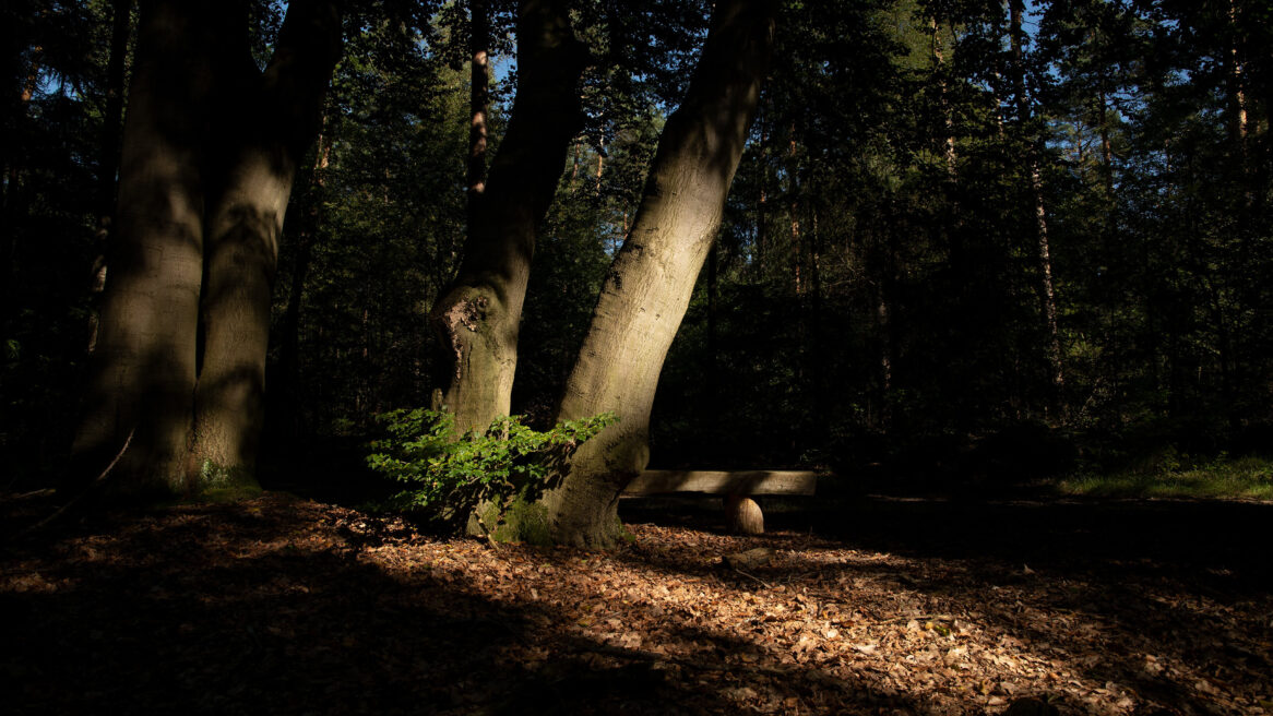 Boom en een bankje een stukje in de zon, in de buurt van Krönnenzommer Hellendoorn