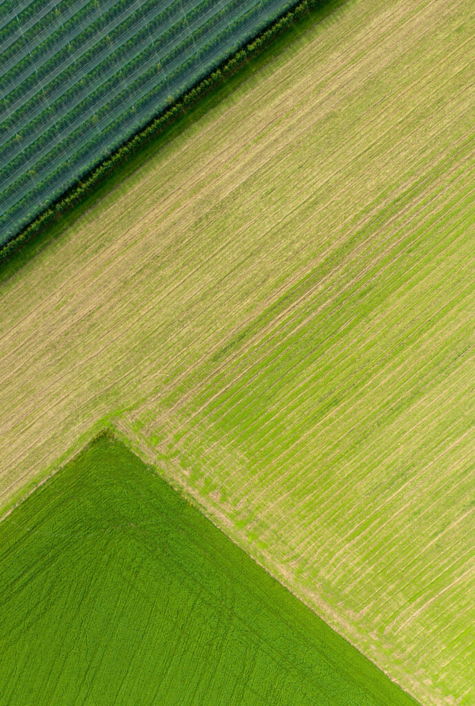 Appel boomgaard daaronder onkruid en daar onder gras, bij het dorp Euverem Zuid-Limburg 27-09-2023