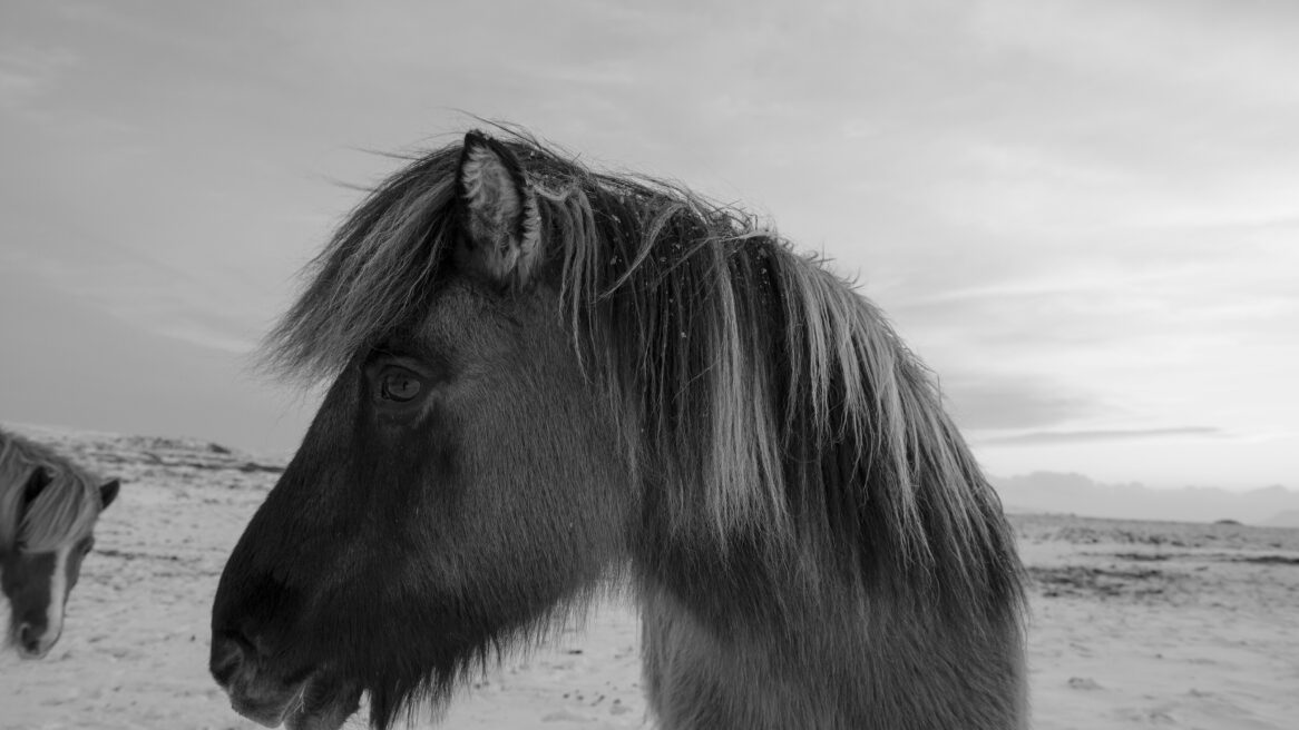 Paarden in besneeuwd weiland ,richting Geysir & Strokkur in IJsland januari 2015 samen met dochter Lisa.