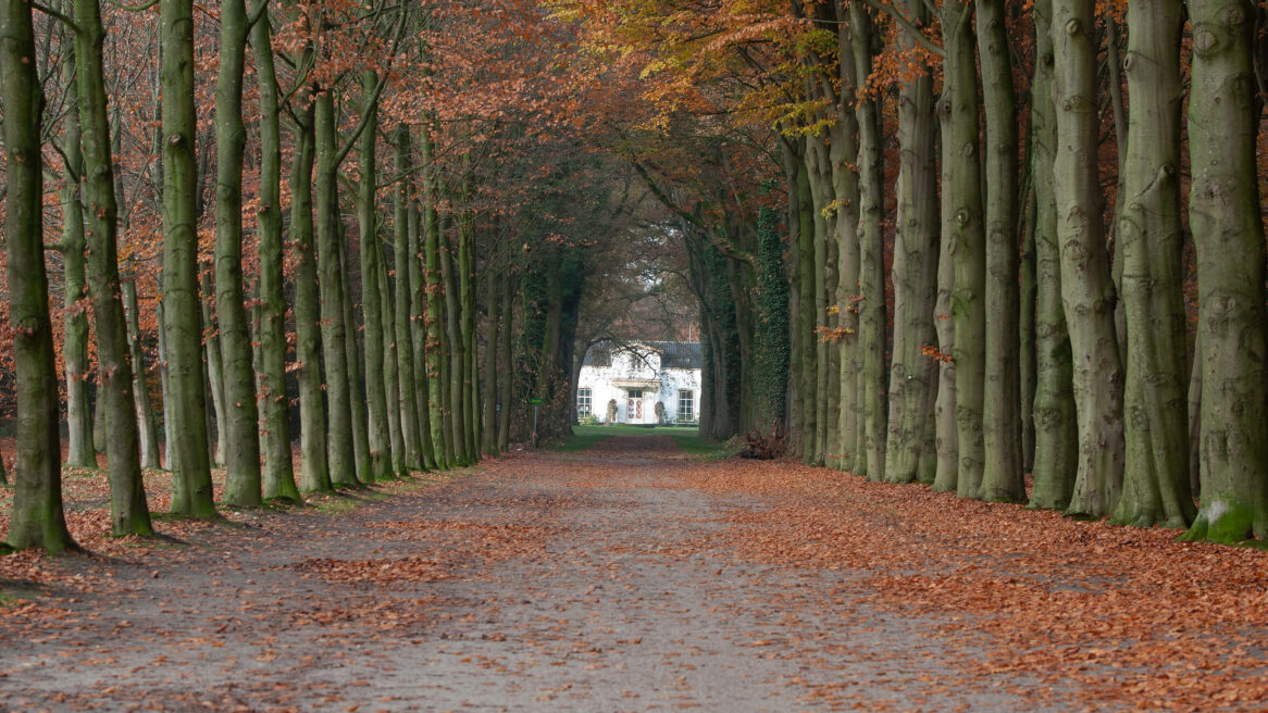 Bomenrij nabij kasteel Eerde, Ommen 12-11-2012