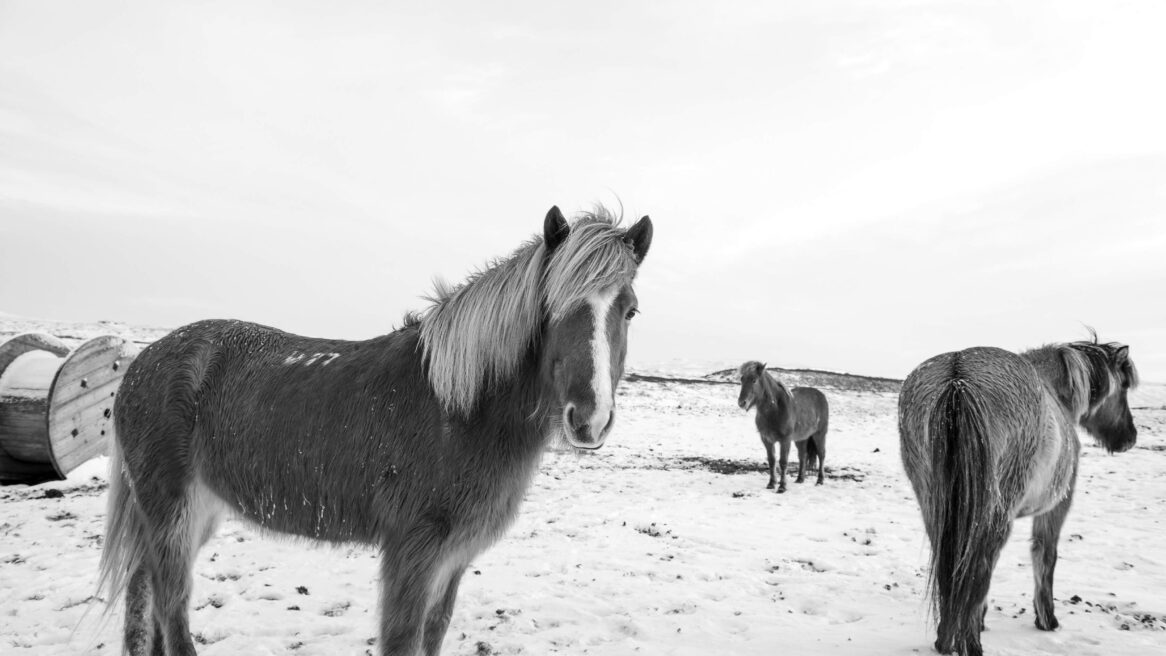 Paarden in IJsland januari 2015