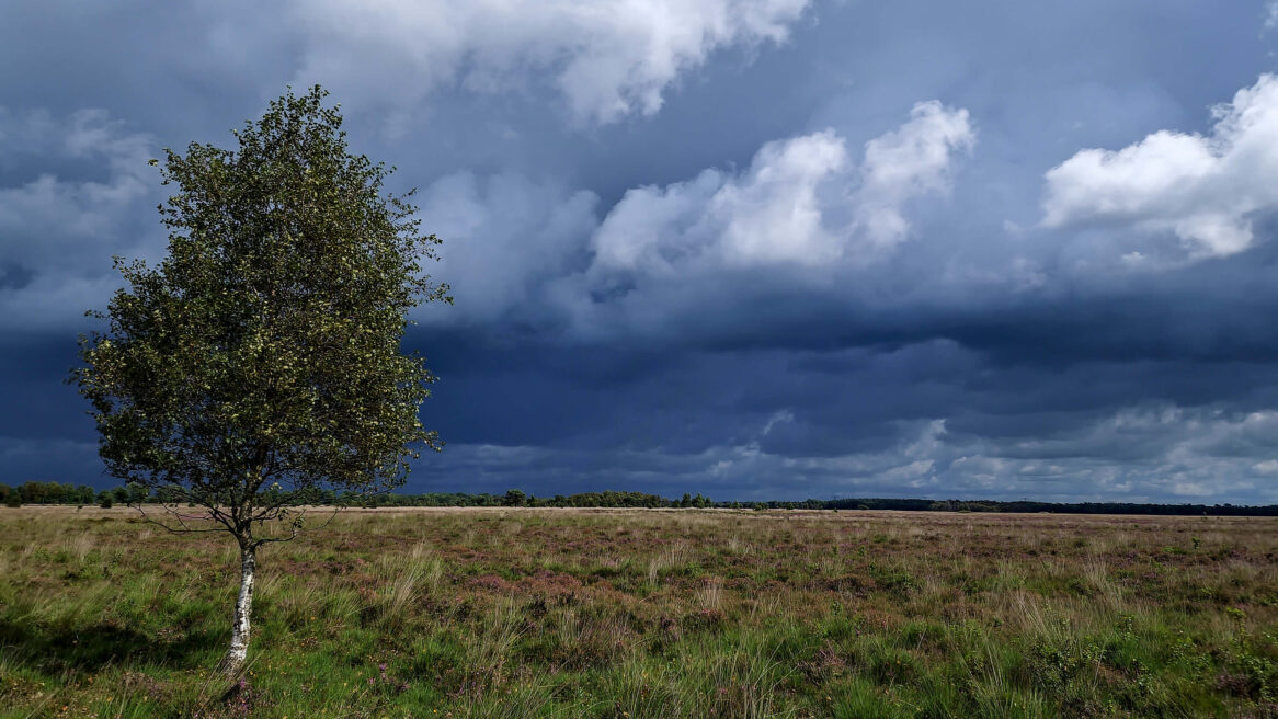 Wierdens veen, een boom en er komt heel slecht weer aan 2023