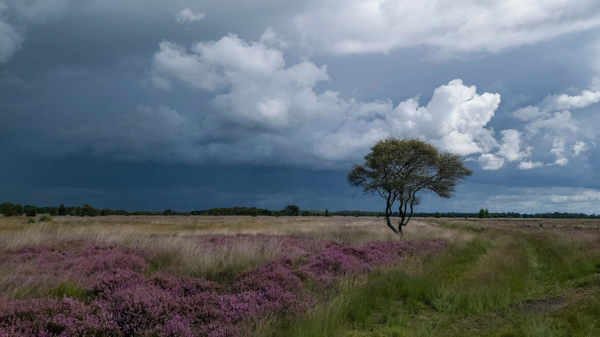 https://www.willemwijnen.nl/wp-admin/?page=ftg-lite-gallery-admin&id=7#