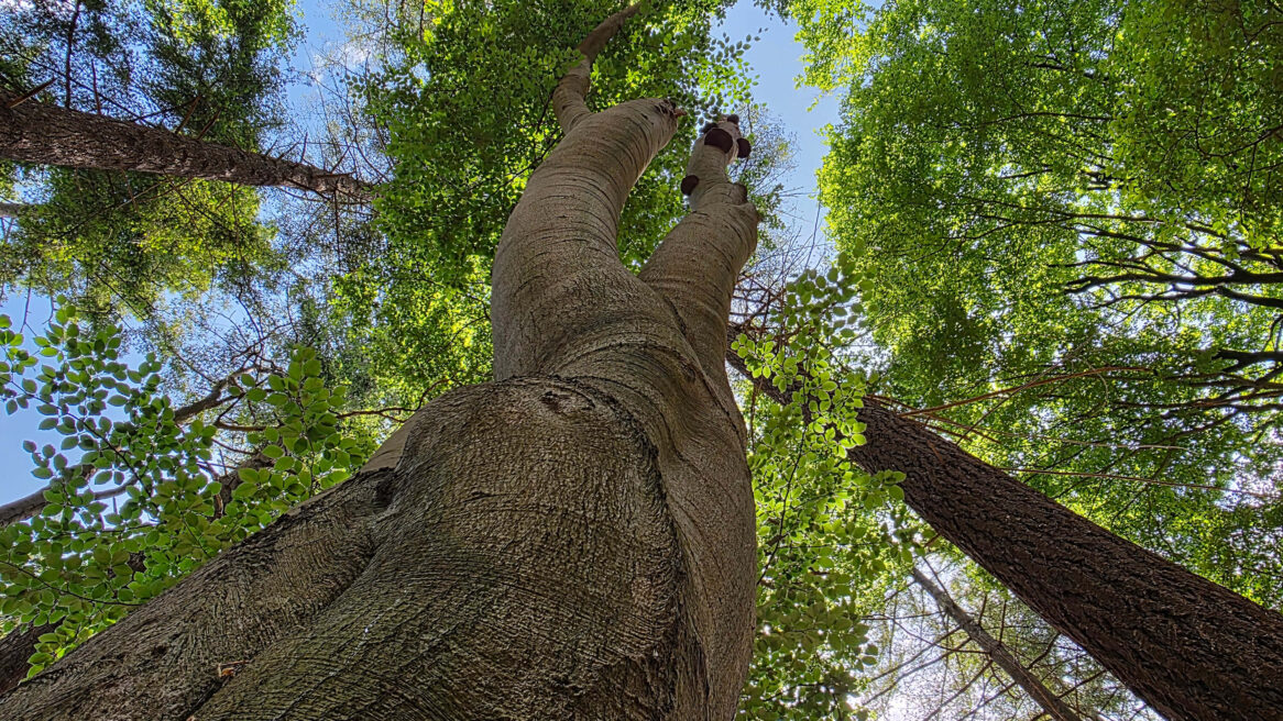 De afbeelding toont een Europese beuk (Fagus sylvatica), een veelvoorkomende boomsoort in Europa
