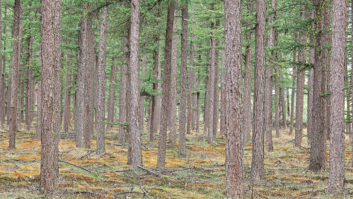Een bos van dennenbomen, waarschijnlijk grove dennen (pinus sylvestris)