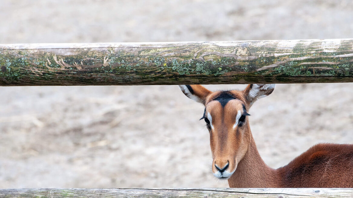Foto toont een Impala, ook wel rooi bok genoemd in Afrika 2010