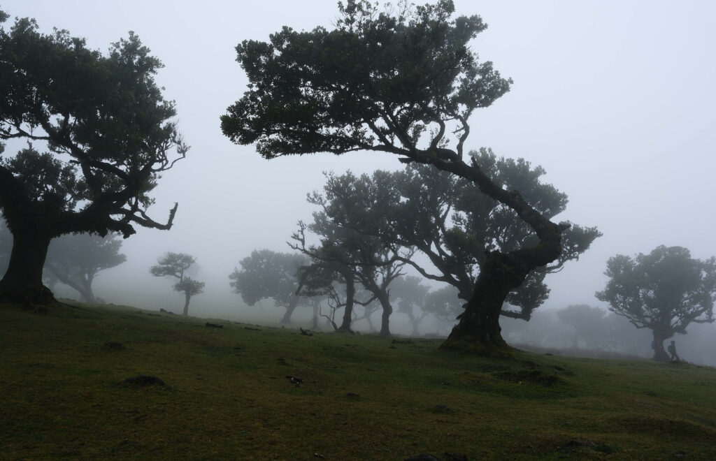 Fanal Forest is een magisch bos in het noorden van het eiland Madeira, ik was er met mijn echtgenoot in januari 2026 maar er was nu wel mist en motregen