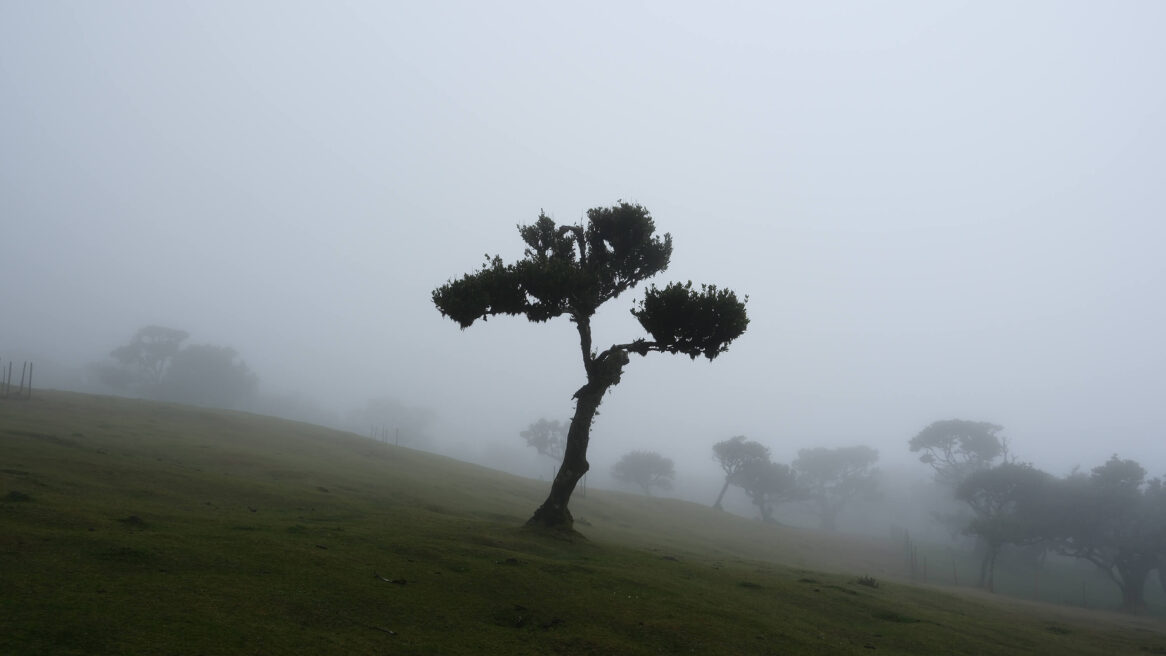 Fanal Forest is een magisch bos in het noorden van het eiland Madeira, ik was er met mijn echtgenoot in januari 2026 maar er was nu wel mist en motregen