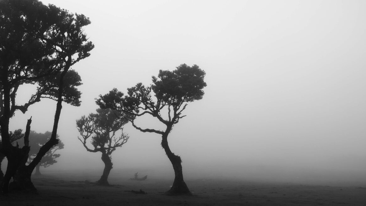 Fanal Forest is een magisch bos in het noorden van het eiland Madeira. Vaak, maar niet altijd, hangt er mysterieuze mist in het bos tussen de 600 jaar oude bomen, wij waren er in 2025 en 2026 gelukkig was er nu wel mist.